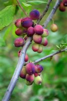 Prunus insititia 'Merryweather Damson'