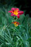 Hemerocallis 'Stafford' - Day lily 