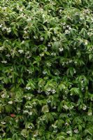 Trachelospermum jasminoides AGM - Star jasmine or Confederate Jasmine
