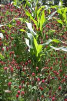 Trifolium pratense with sweetcorn