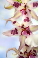 Brassia Orchid