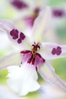 Brassia Orchid
