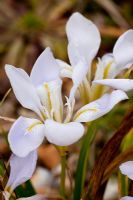 Iris unguicularis 'Walter Butt'