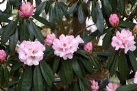 Rhododendron arboreum x campanulatum