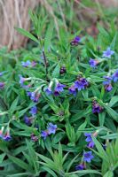 Buglossoides purpurocaerulea syn. Lithospermum purpureo-caeruleum - Purple Gromwell