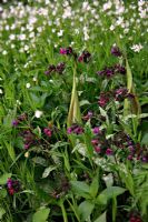 Pulmonaria 'Diana Clare' with Stellaria holostea - Greater Stitchwort and the emerging spathes of Cuckoo Pint or Lords and Ladies - Arum maculatum