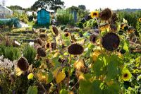 Helianthus - Sunflowers on late summer allotment