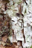 Betula - Silver birch