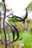 Phormium tenax - New Zealand Flax seedpods in late summer