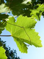 Vitis - Grape vine leaf in afternoon sun with blue sky, Spain
