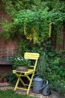 Yellow wooden chair with an old wooden garden seive planted up with Bellis perennis under Laburnum watereri vossii underplanted with herbs. 
