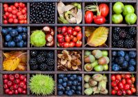 English autumn hedgerow fruit, seeds, berries, leaves and nuts in a wooden tray. Including Beech nuts, Horse chestnuts, Blackberries, Rose hips, Elderberries, Cob nuts, Crabapples, Rowan berries, Acorns, Hawthorn berries, Hazel nuts Sycamore seeds and Sweet Chestnuts
