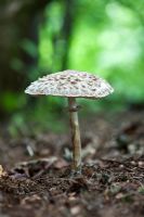 Chlorophyllum rhacodes - Shaggy Parasol mushroom in the woodland