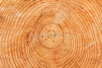 Cross section of a tree trunk showing growth rings