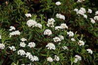Ledum groenlandicum at RHS Wisley - Bog Labrador Tea
 