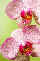 Phalaenopsis - Moth Orchid on green background
