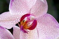 Phalaenopsis - Moth Orchid
