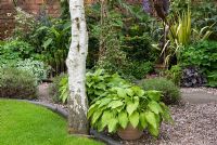 Betula papyrifera and pots with Hosta fortuneii by gravel and stone slab path. Mixed border with Phormium, Heuchera, Taxus, Canna, Lamium and Arum italicum. Saxon Road, Lancashire. The garden is open for The National Garden Scheme
