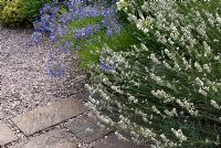 Agapanthus and Lavandula growing a border adjacent to gravel and paving slab path. Saxon Road, Lancashire. The garden is open for The National Garden Scheme