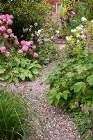 Gravel path winding through borders with Anemone japonica, Hydrangea, Leucanthemum x superbum and Ilex aquifolium. Saxon Road, Lancashire.The garden is open for The National Garden Scheme 