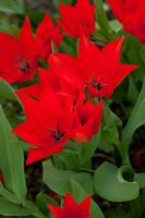 Tulipa praestans 'van Tubergens'