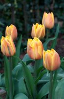 Tulipa 'Double Freeman'