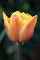 Tulipa 'Double Freeman'