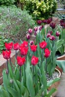 Potted tulips on patio, 'Valery Gerviev', 'Triumph Fontainebleu' and 'Fringed Black Jewel'