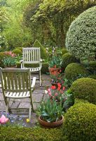Shaped box hedging, wooden chairs, pots of pink and red tulips and forget me nots - Manor Farm Holywell, Warwickshire