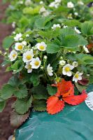 Strawberry 'Sophie' growing in a grow bag