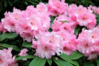 Rhododendron 'Pamela-Louise'