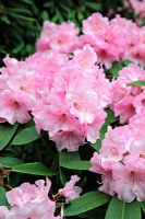 Rhododendron 'Pamela-Louise'