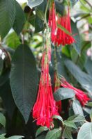 Fuchsia 'Boliviana' 