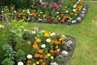Colourful beds with tender bedding plants including Cosmos, Calendula, Alyssum, Ageratum and Begonia. Manvers Street, Derbyshire, NGS 
