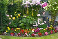 Colourful mixed border with tender plants including Dahlia, Ageratum and Begonia, perennials including Lupinus and Ligularia przewalskii, Clematis, Rosa 'Graham Thomas', Rosa 'Felicia' and Rosa 'Perpetually Yours' - NGS, Manvers Street, Derbyshire