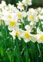 Narcissus 'Queen of the North' an heirloom daffodil