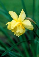 Narcissus 'Golden Pheonix'