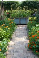 Kitchen garden with brick path leading to reclaimed bath with Allium hollandicum 'Purple Sensation' seedheads and Agapanthus. Calendula officianalis and Tropaeolum on either side of brick path with willow wigwam supports - Heveningham, Suffolk