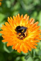 Calendula officianalis and bumble bee - Heveningham, Suffolk