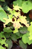 Megachile - Leaf cutter bee damage on Epimedium foliage