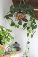 Scindapsus pictus 'Argyraeus' - Silver Vine in hanging basket in bathroom, Syngonium podophyllum 'Emerald Gem' to left 