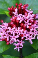 Clerodendrum bungei - Rose Glory Bower in August 