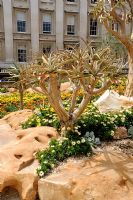 Aloe dichotoma - Quiver Tree, a succulent, outside the British Museum