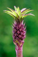 Close up of Eucomis bicolour -  Pineapple Lily