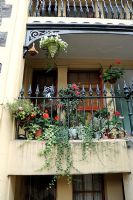Flower covered balcony of council flat with pots of red Pelargoniums and Hedera - Ivy hanging from railings.Tower Hamlets, London, UK