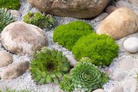 Sagina subulata and Sempervivum growing amongst sand and pebbles. Southport Flower Show 2010