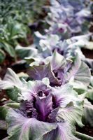 Cabbages 'Kalibos' - RHS Hampton Court, 2010