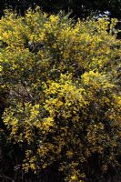 Cytisus purgans - Pyrenean broom in Picos de Europa, Spain