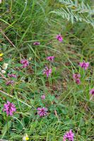 Stachys officinalis - Betony growing wild on limestone rich hillside, Asturias, Spain