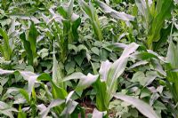 Companion planting of Zea mays - Maize and Phaseolus - Beans. The Maize provides support and the Beans fix atmospheric nitrogen
 